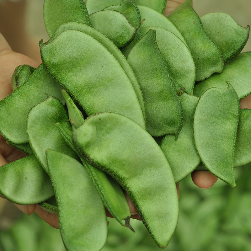 四川新鲜青扁豆农家露天猪耳朵豆角现摘峨眉豆135斤绿色蔬菜参数