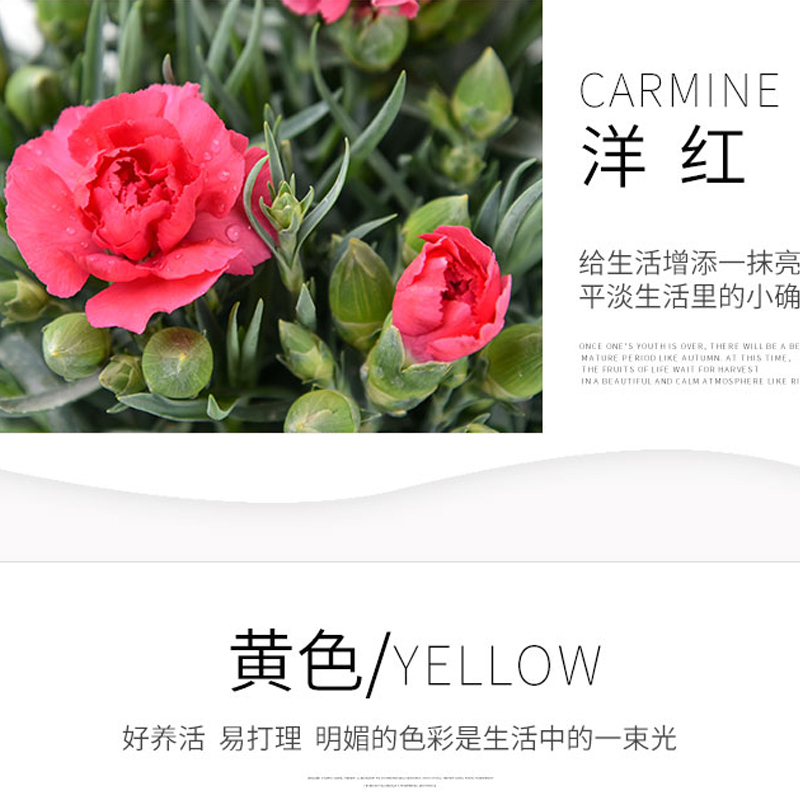 春节特惠 康乃馨鲜花盆栽石竹花苗带花苞庭院阳台室内四季开花绿植花卉