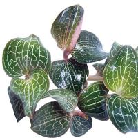 药材种子 金线莲 金线兰 银线莲种子 可阳台庭院种植花草林木种子 100粒+肥
