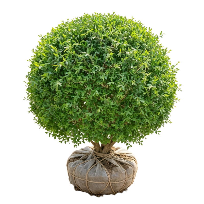 诚智旺 水蜡球 冠幅70cm/棵