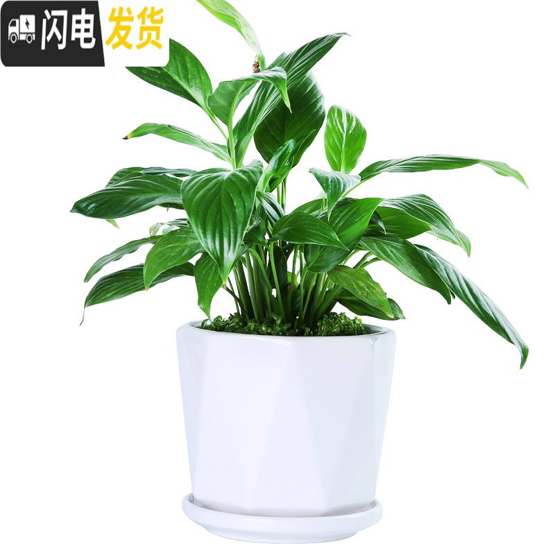 三维工匠欧式花盆陶瓷大号清白色仓带托盘家用室内阳台简约多肉绿萝植批发 70010白(两个大号) 中等花盆容器