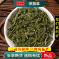 沈之问 伸筋草100克/一袋