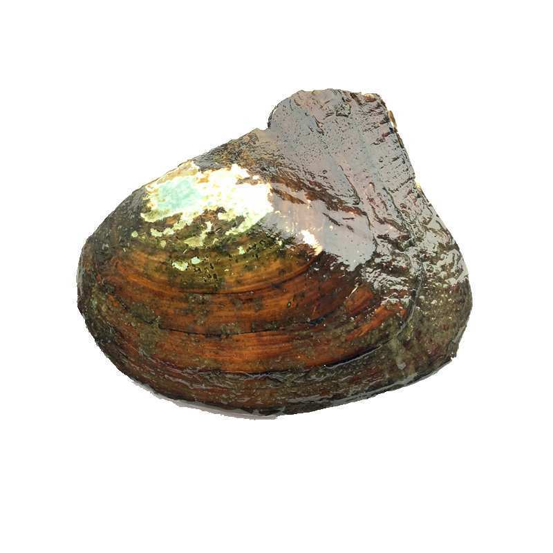 青年小多珠蚌1个袋装不送礼多珠蚌天然淡水珍珠大蚌现开取珍珠河蚌