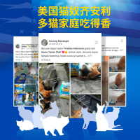 喜跃海鲜拾趣猫干粮1.3kg成猫通用全价粮