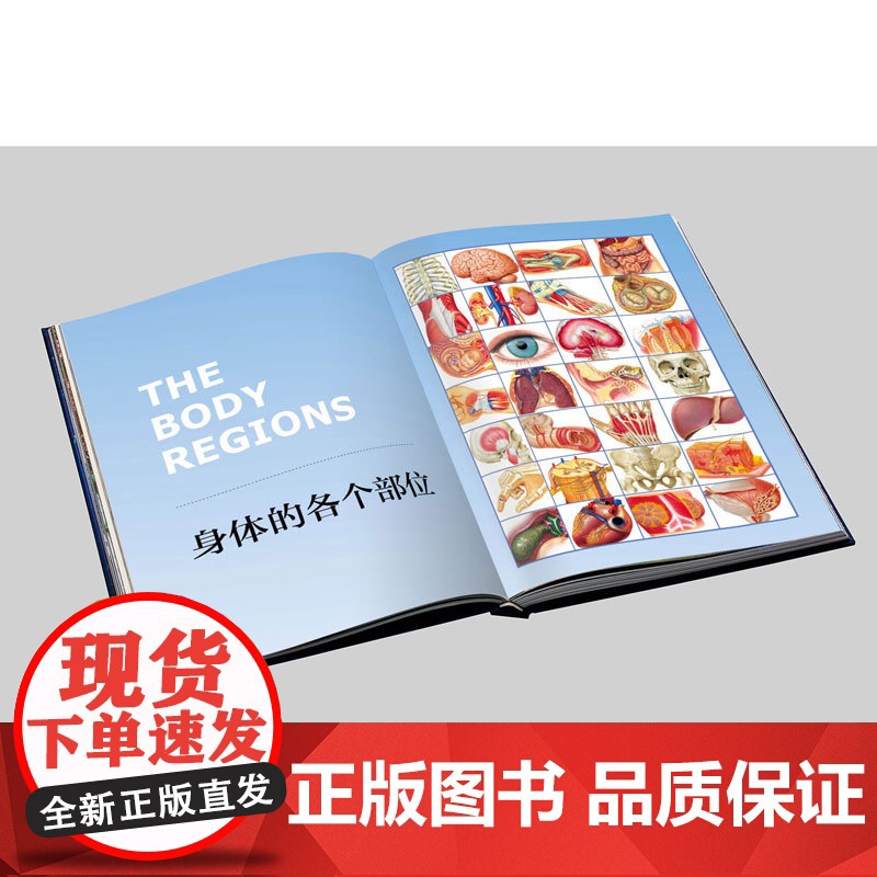 人体大百科 结构与功能图谱 肯·阿什威尔 著 科普读物高清大图