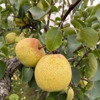 [西沛生鲜]新鲜云南雪花梨 9斤 大果 单果200g+ 应当季整箱翠冠梨香酥雪梨青皮皇冠