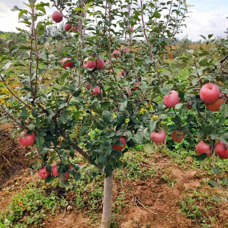 诚智旺 苹果树 3年苗/棵高清大图