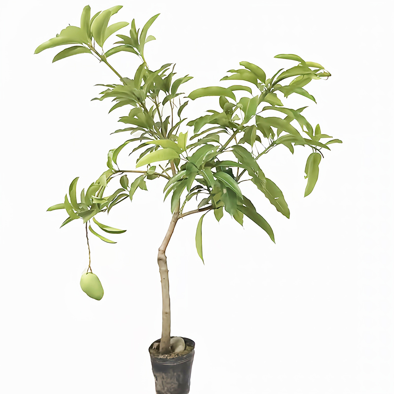 海铁科技芒果树1.5-2.5米高/棵高清大图