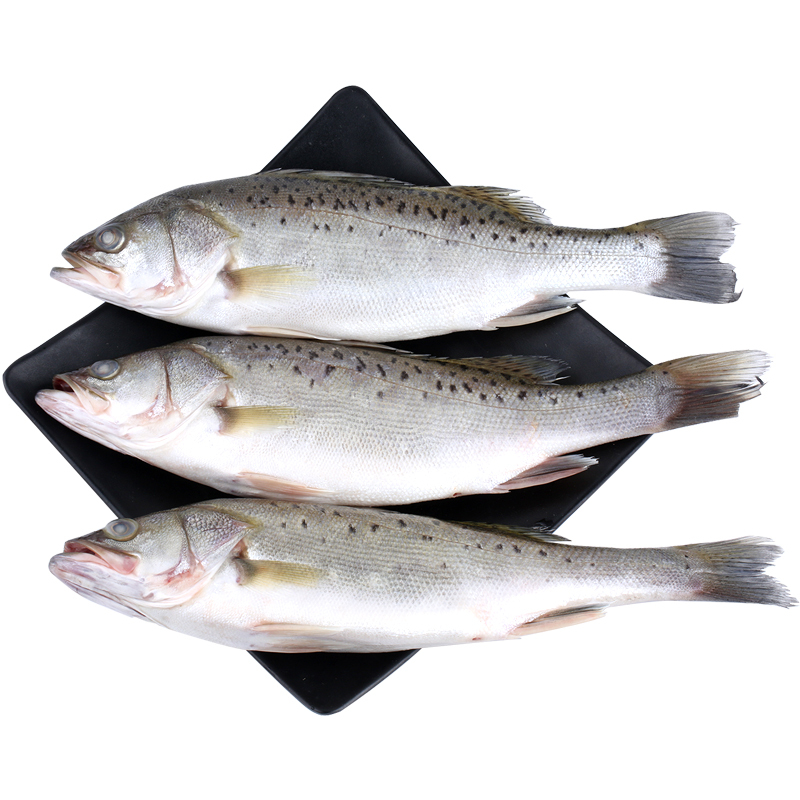 鲈鱼鲜活海鱼新鲜水产海鲜深海七星海鲈鱼深海花鲈鱼1条12斤以上顺丰