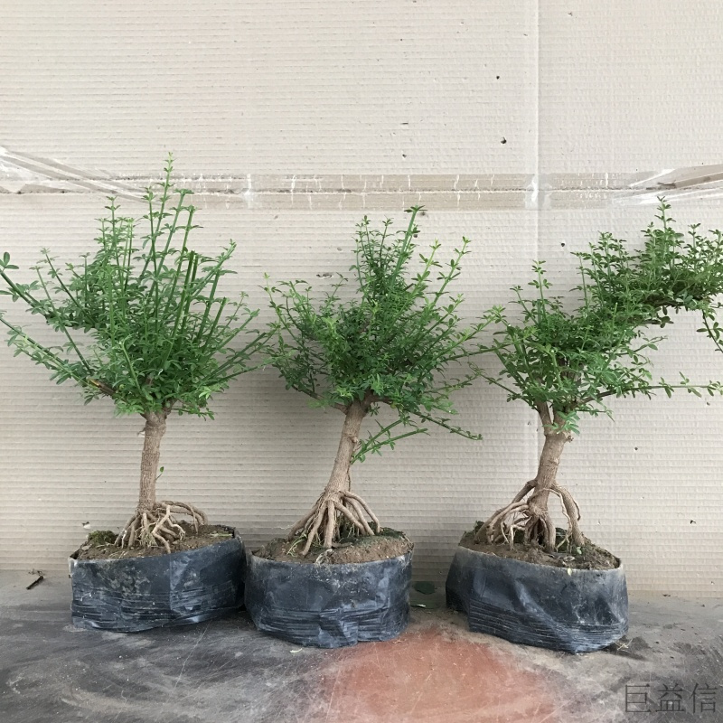 花小象园艺用品迎春花盆栽精品提根造型盆景树桩小叶虎蹄迎春室内盆景绿植盆栽不含盆6年迎春盆景一颗 价格图片品牌报价 苏宁易购白熊家装专营店