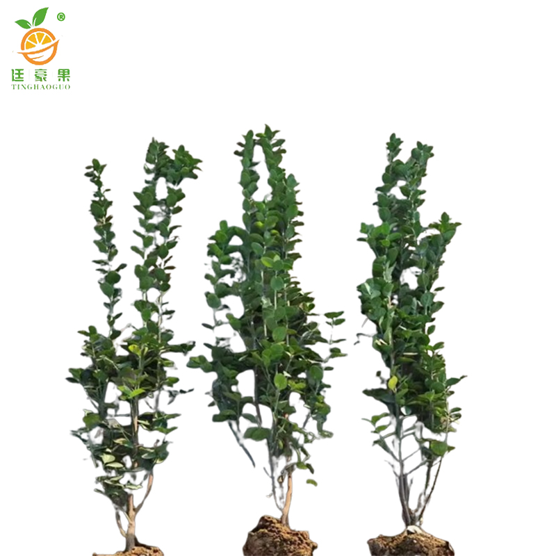 廷豪果 北海道冬青苗 高1.6-1.7m10棵/捆高清大图