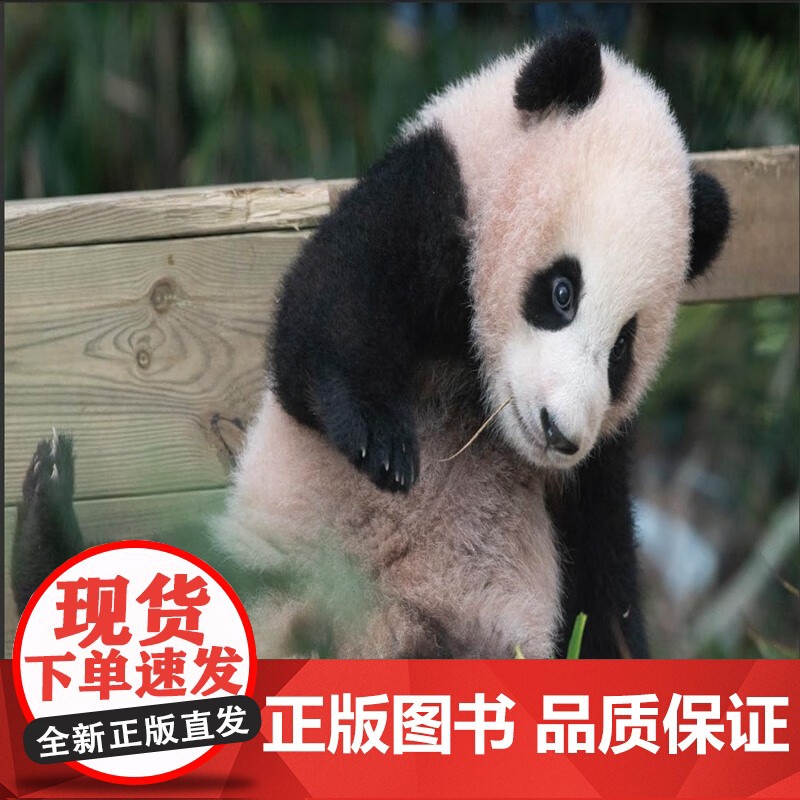 [赠藏书票+贴纸]福宝 姜哲远等著 记录福宝0-1岁 大熊猫写真 福宝写真简体中文版 新增10张未公开大图 摄影艺术高清大图