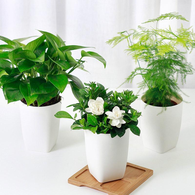 室内绿植绿萝袖珍椰子办公室植物清新空气盆栽居家园艺用品盆栽视频