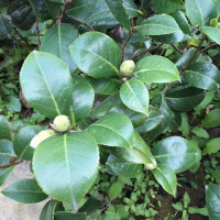 买三送一当年开花茶花苗十八学士5年茶花大苗盆栽绿植花卉庭院地栽绿化四季山茶花树苗木