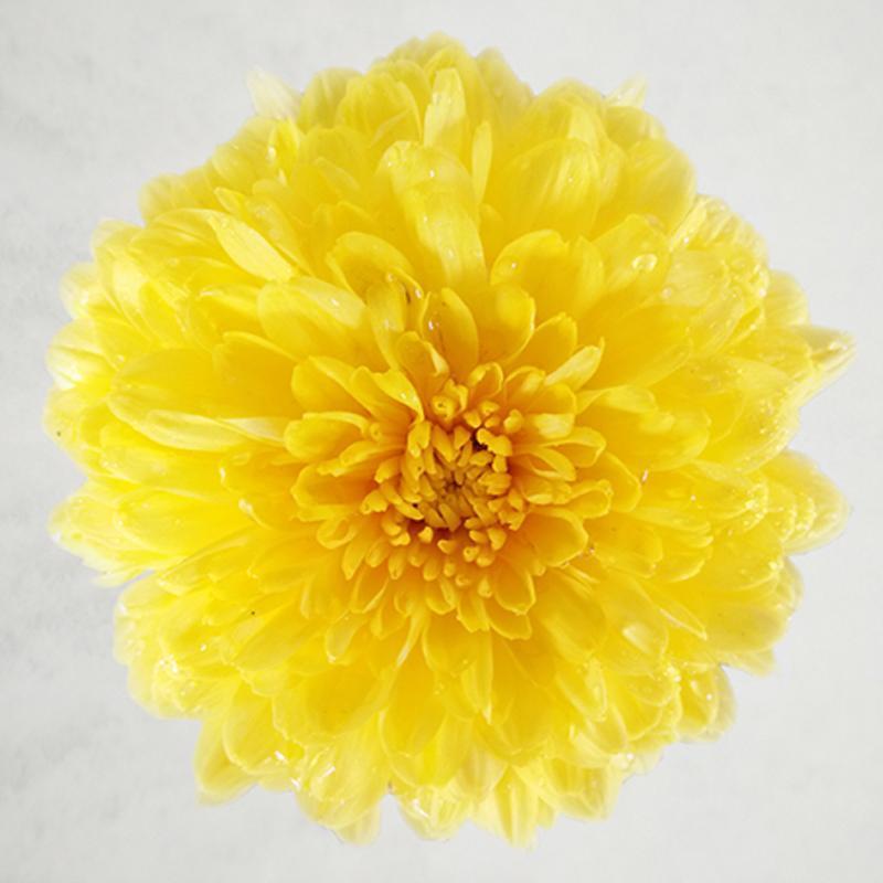 怀灵菊特级玲珑怀菊知理菊韵游游菊花茶游菊野生菊花茶买1送1如图