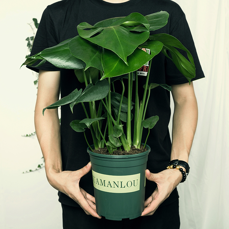 古达 花卉绿植盆栽 花卉