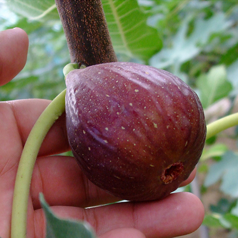 顺丰配送1号鲜客freshman新鲜无花果3斤孕妇大果当季水果紫青皮大果