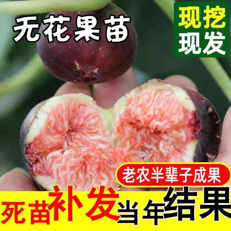无花果树苗 地栽庭院大耐寒盆栽阳台波姬红当年结果南北方种植|黑爵士 当年结果苗[一棵装]