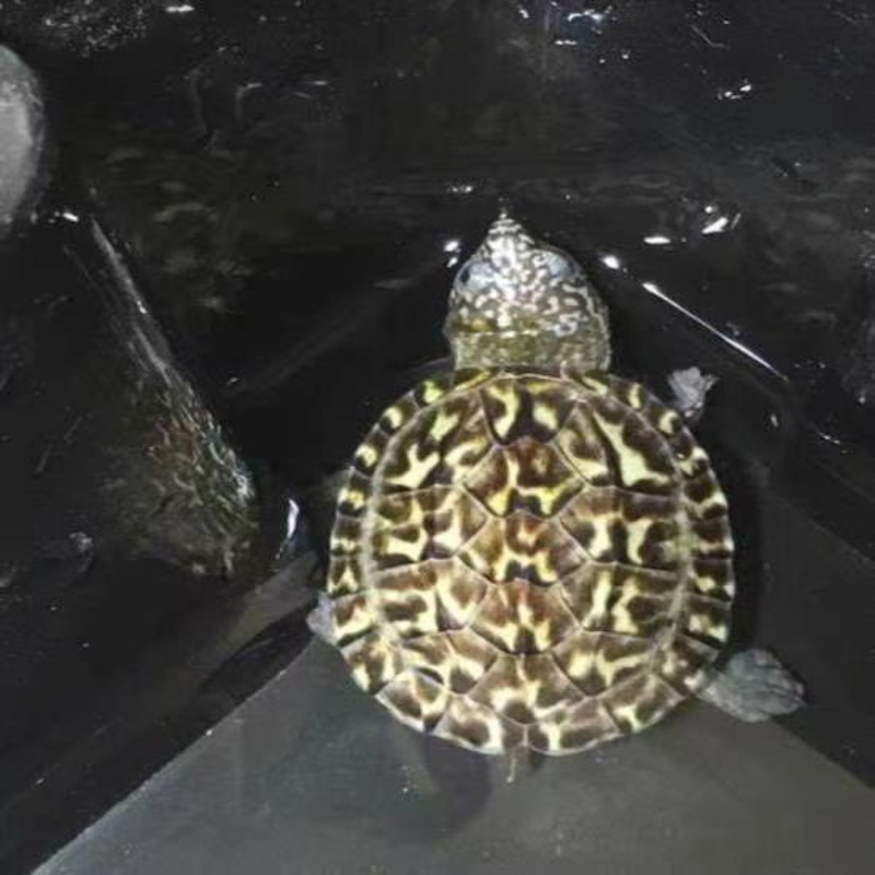 4 5厘米 送龟粮龙眼叶 1只装正宗斑点乌龟外池龟满天星龟星点龟深水龟吃粪龟巴西宠物乌龟活物报价 参数 图片 视频 怎么样 问答 苏宁易购