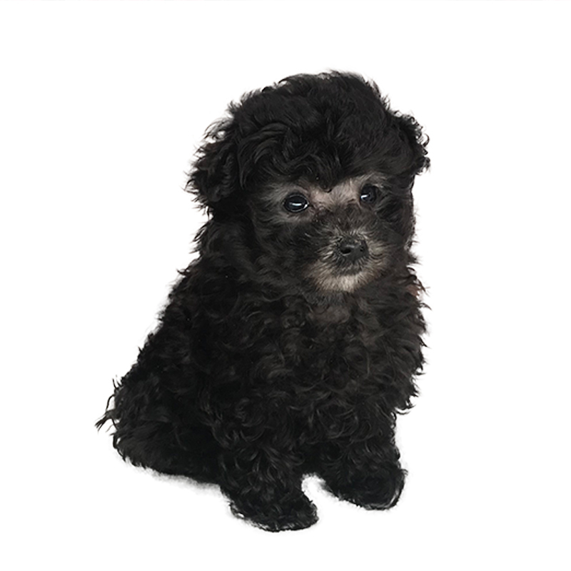 小型犬 贵宾犬活体幼犬 宠物狗狗泰迪幼犬活体 活体泰迪贵宾犬 灰色