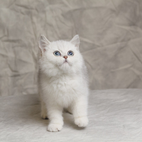 英短银渐层猫咪英国短毛猫银渐层纯种猫咪幼崽