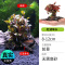 鱼缸造景莫斯沉木水榕无土植物懒人增氧真水草趴地矮珍珠陀草