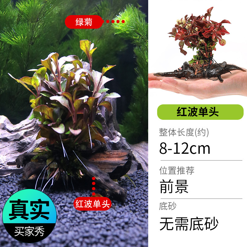 鱼缸造景莫斯沉木水榕无土植物懒人增氧真水草趴地矮珍珠陀草