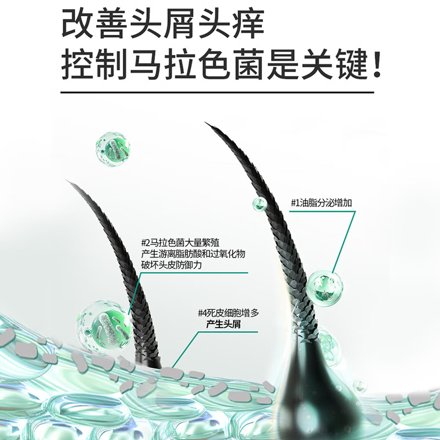 舒蕾氧活O₂ Dynamic顺滑去屑洗发露-400g高清大图