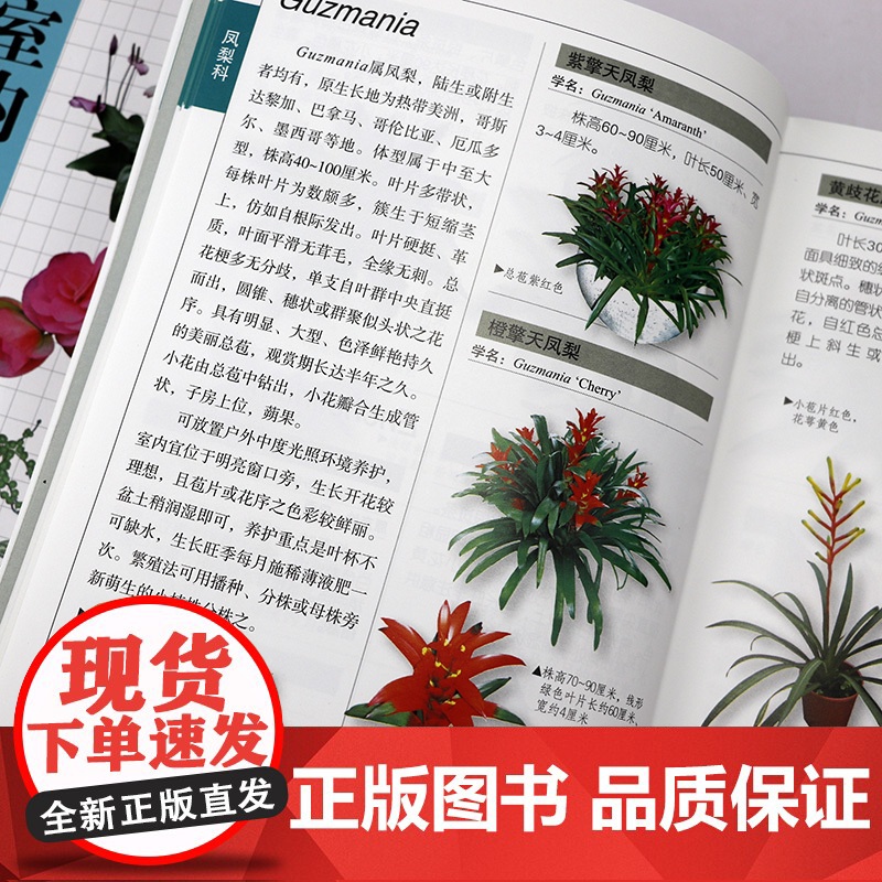 [全2册]室内观赏植物图鉴 收录近1000种室内观赏植物图鉴百科辨识植物图片插图养花室内栽植户外绿化景观参考工具书籍高清大图