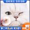 宠物猫咪眼部湿巾狗狗去泪痕眼部护理清洁眼屎泰迪比熊擦眼睛神器 眼部湿巾-130p*1罐