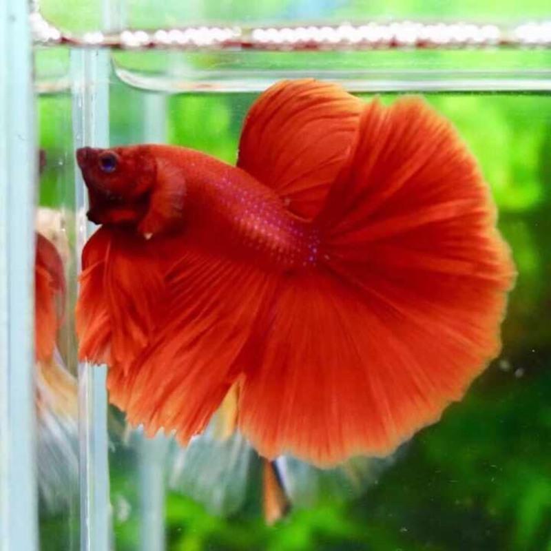 泰国斗鱼活体半月狮王马尾斗鱼抱卵母鱼活体热带鱼观赏小型鱼 特惠