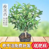 七年苗[开花多] 含盆|室外驱蚊草花树绿植蚊虫夜来香盆栽驱蚊香草浓香花卉四季开花