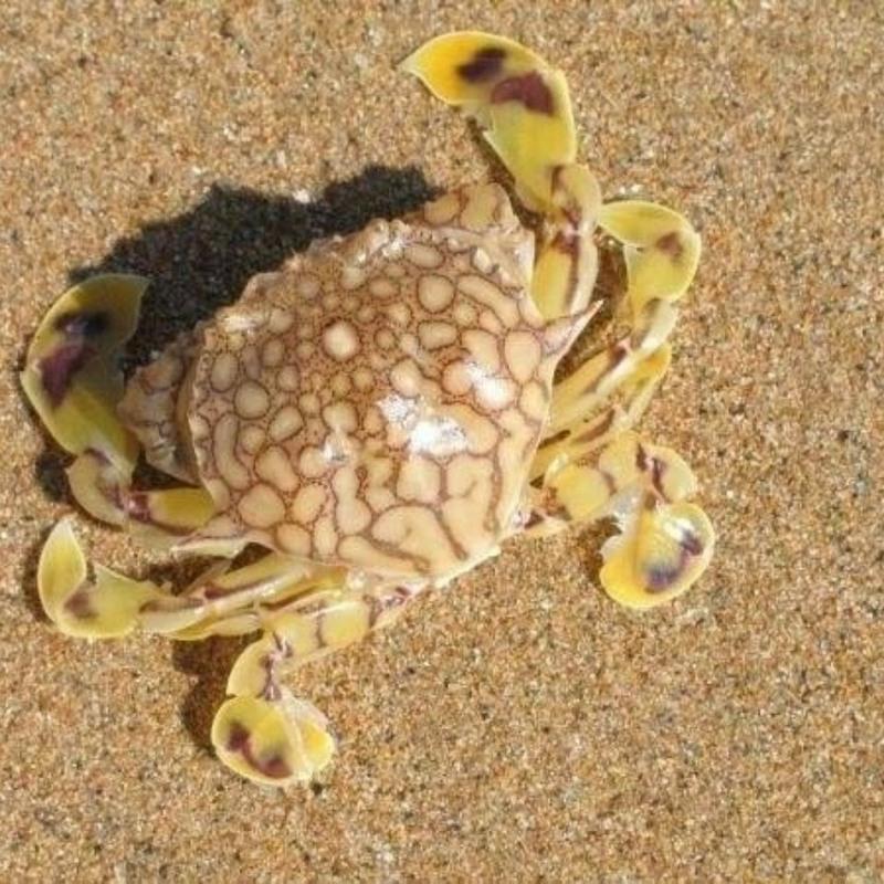 黎明蟹 翻沙蟹4只