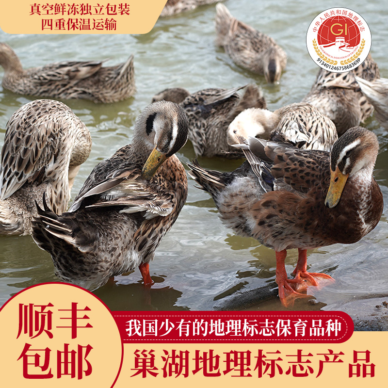 蛋鲜森散养400天巢湖老麻鸭1kg±100g/只新鲜宰杀整鸭净膛真空急冻保鲜 老麻鸭1只装
