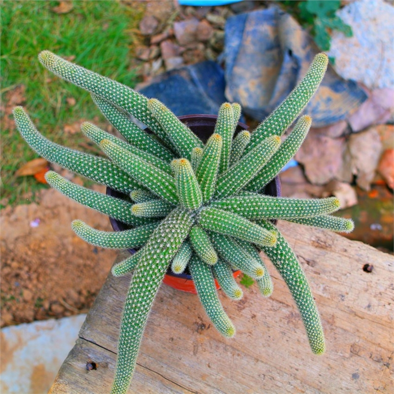 毛毛虫白檀仙人掌仙人指盆栽垂吊开花多肉弹痕植物花卉室内室外常青花