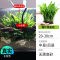 鱼缸造景莫斯沉木水榕无土植物懒人增氧真水草趴地矮珍珠陀草