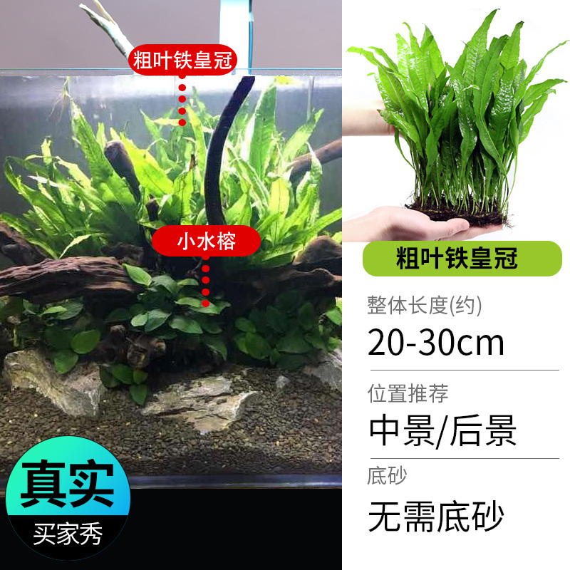 鱼缸造景莫斯沉木水榕无土植物懒人增氧真水草趴地矮珍珠陀草