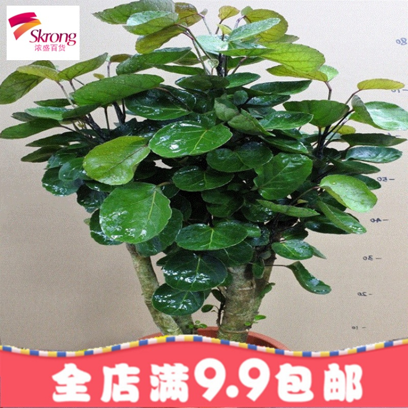 金钱兜 圆叶福禄桐绿植盆栽 桌面盆栽 绿色植物创意绿植花卉包邮