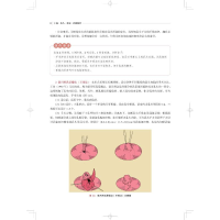 【粉象优品】私密外科手术图解 姚建民 主编 介绍了胸部和外生殖器常见的各种畸形及相应的修复手术方式及操作流程