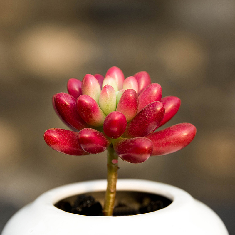 小多肉盆栽多肉植物带原土绿植花卉盆景 20颗/箱