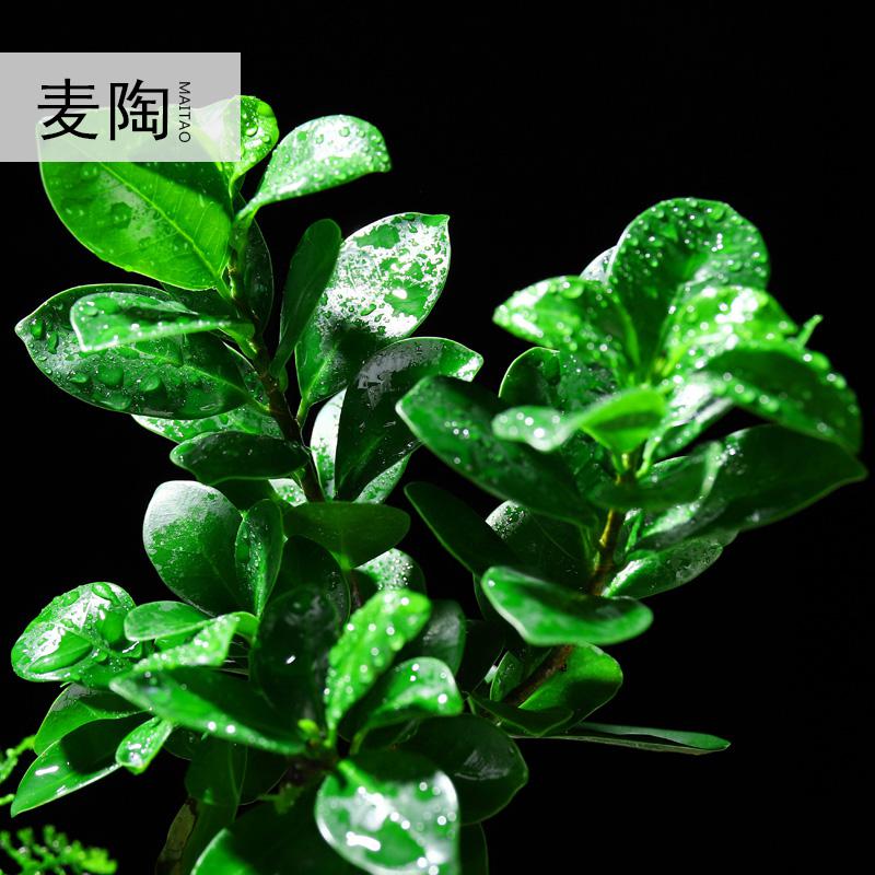 美帮汇创禅意新中式哥窑陶瓷花盆小叶榕树盆栽透气花器家用室内净化空气高清大图