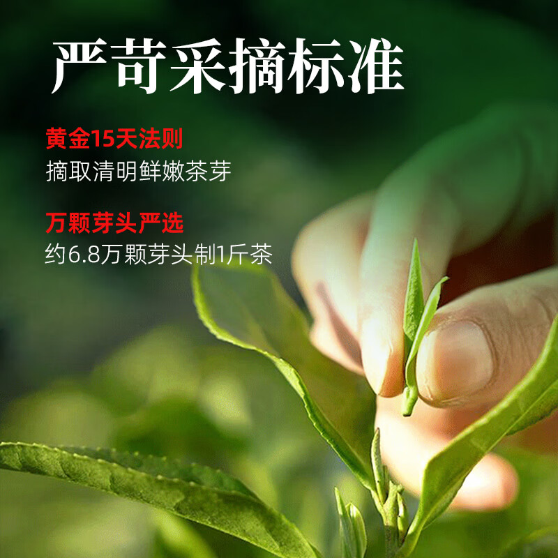 茶馬世家 信阳毛尖 双罐装500g(250g*2罐)(单位:罐)高清大图