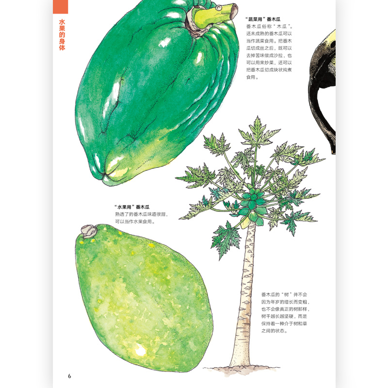 [正版] 水果的秘密 盛口满的手绘自然图鉴 日本童书研究会儿童插图科普百科绘本书籍