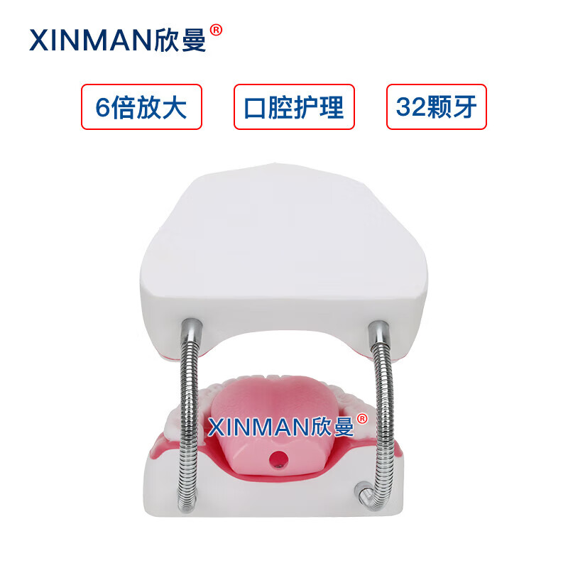 欣曼科教 口腔护理模型 牙保健模型 口腔清洁操作模型XM-KQA高清大图