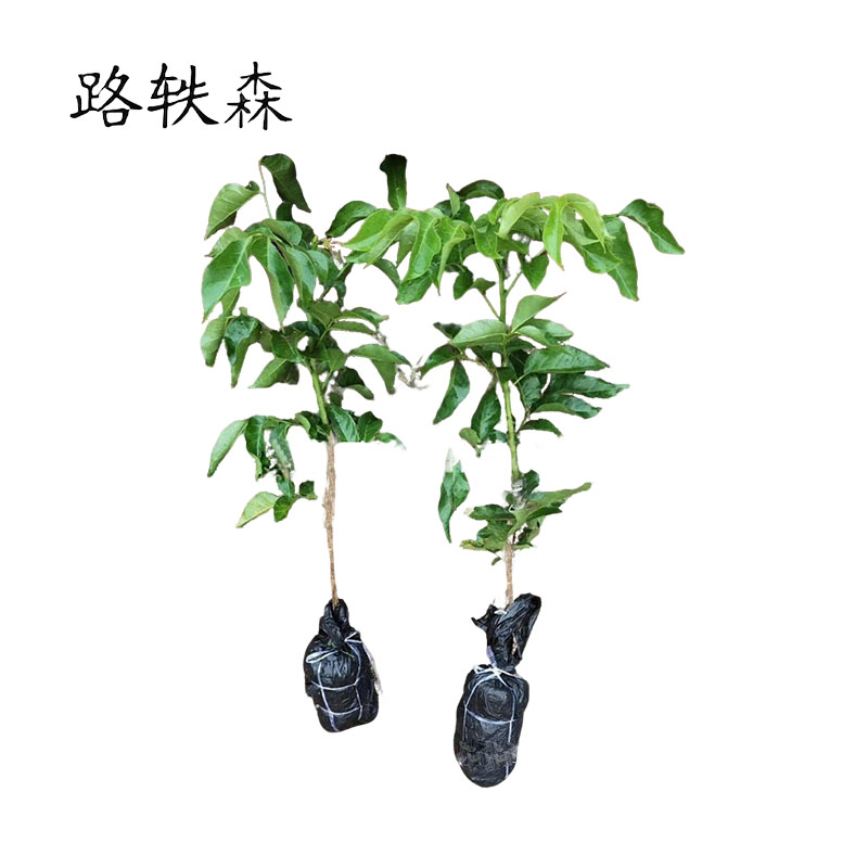 路轶森 黄皮树 120-150cm 根高清大图