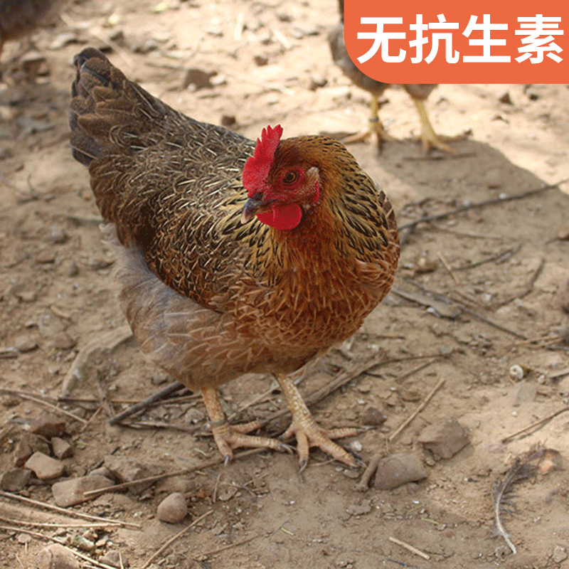 [五个农民] 徽州童子鸡 900g±50g每只 无抗 喂养90天左右