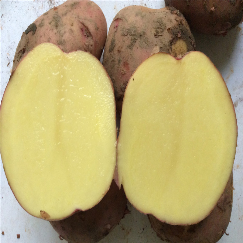 [西沛生鲜]云南红皮小土豆 净重8.5斤装 大果 单果100g+ 新鲜蔬菜 农家种植