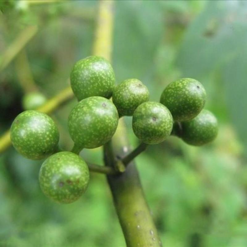 60ml3瓶装木姜油 泸州叙永木姜油山胡椒油四川豆花烤鱼调料木姜子