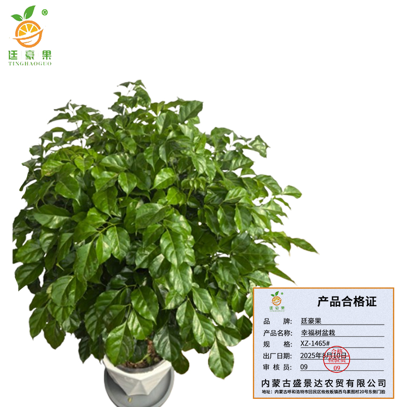 廷豪果 幸福树盆栽 XZ-1465# /盆高清大图