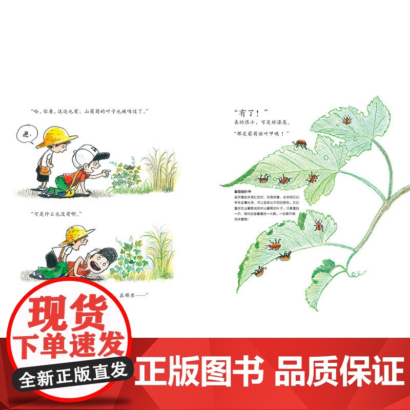 我们一起捉昆虫 精装硬壳 奇妙有趣的昆虫游记 温暖幽默的亲情喜剧小学生自然科普 做眼力过人的昆虫观察家 亲子共读绘本书籍高清大图